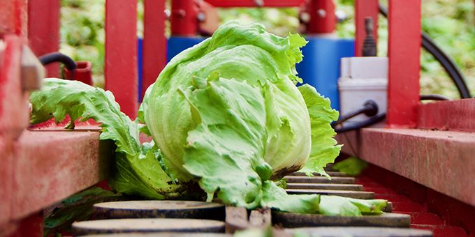 Robot Solution for Automating the Lettuce Harvest